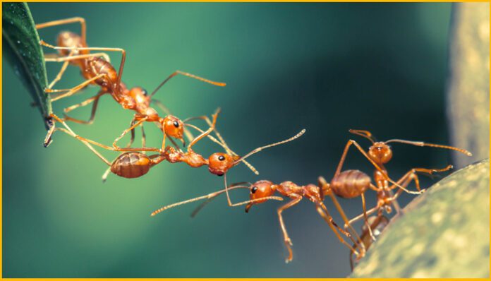 Tiny ants