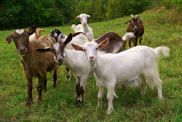 Goat forming Tamil