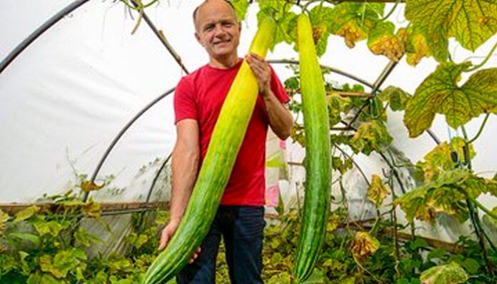 world longest cucumber