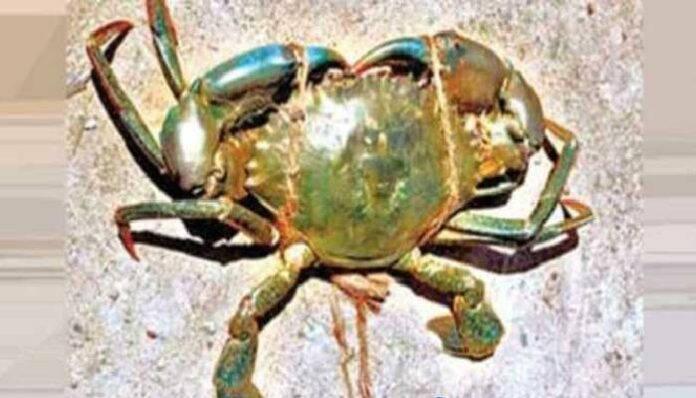 vedaranyam stone crab