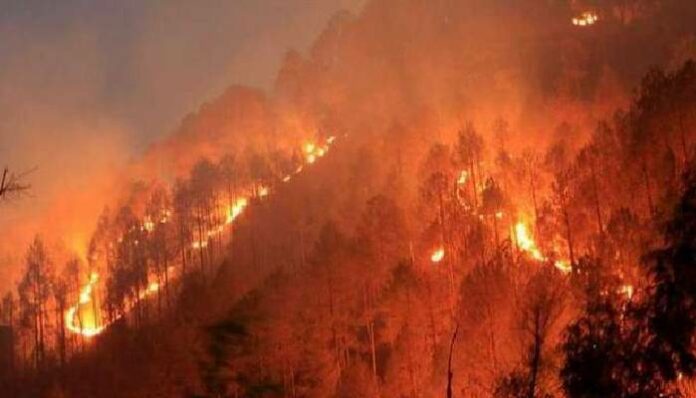 kodaikanal forest fire