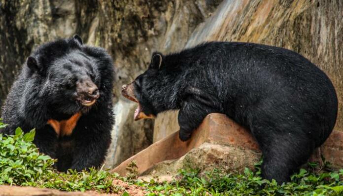bears rescue from well in tirupattur