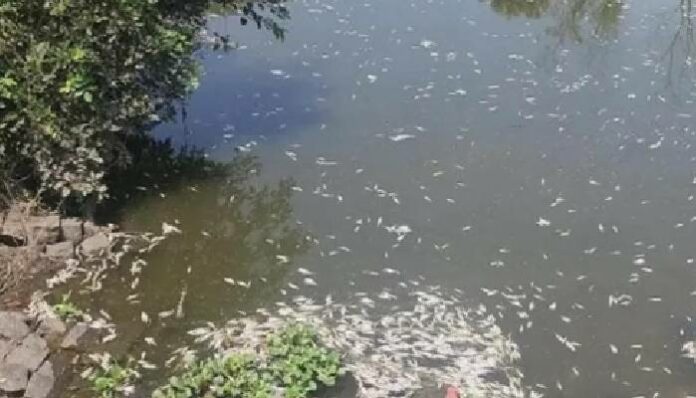 fishes died in keel bhavani